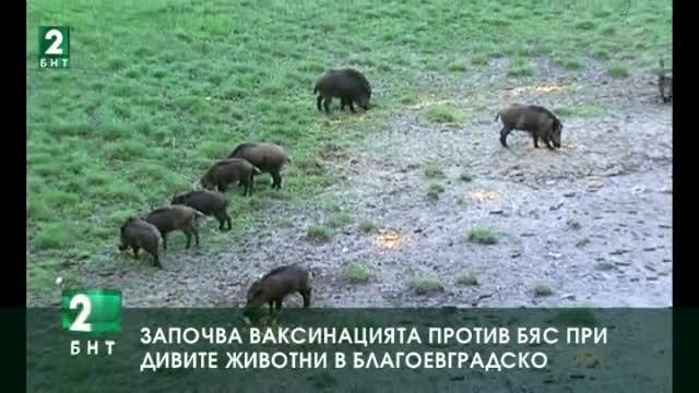 Започва ваксинацията против бяс при дивите животни в Благоевградско