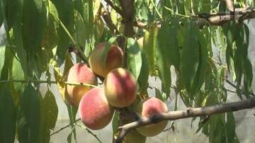 Реколтата в Мизия е отровена