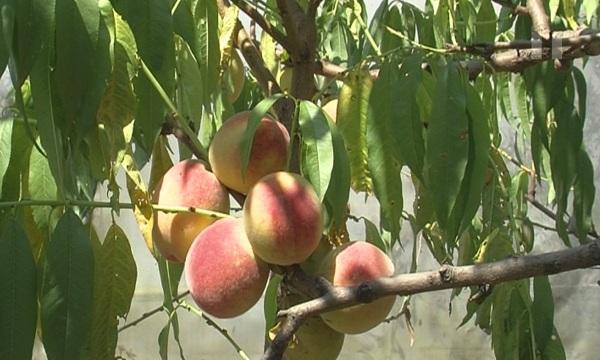 Реколтата в Мизия е отровена