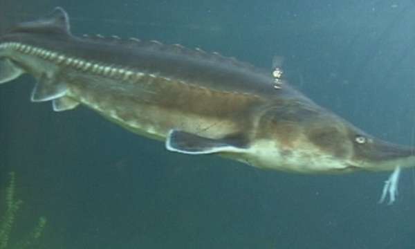  Незаконна търговия с хайвер от есетри