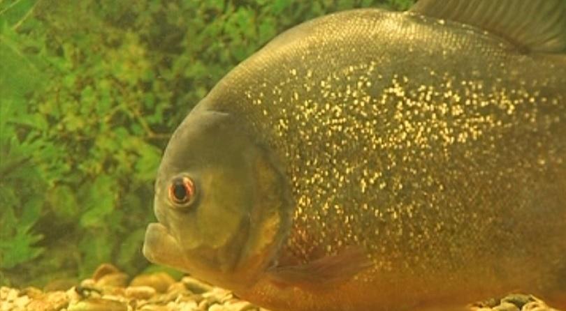 Рибата в Черно море – все по-малко