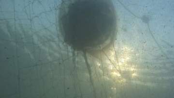 Рибата в българското Черноморие тревожно намалява