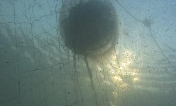 Рибата в българското Черноморие тревожно намалява