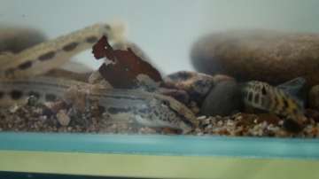 Зелена светлина: Малки риби с големи проблеми