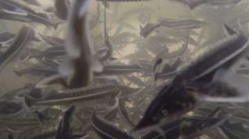 18 хил. нови обитатели на Дунав