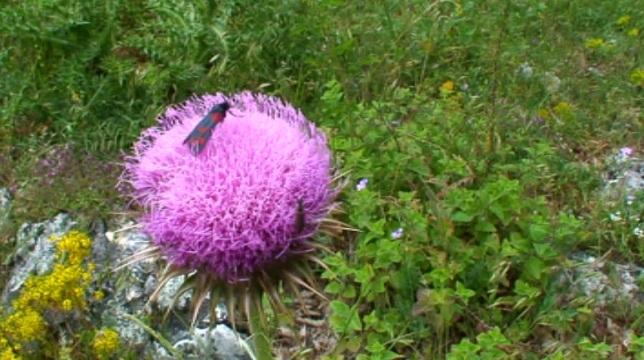 Зелена светлина на фокус: Силата, аромата и красотата на горските цветя в Родопите