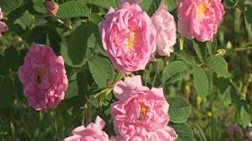 Европа даде защита на българското розово масло