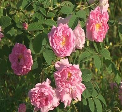 Европа даде защита на българското розово масло