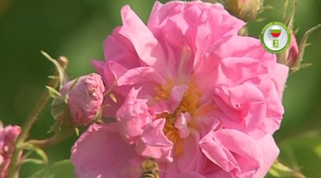 Драстичен скок на изкупната цена на розовия цвят