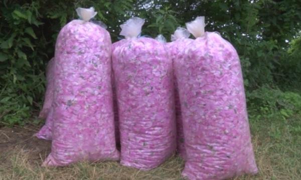 Започна розоберът в Казанлъшко