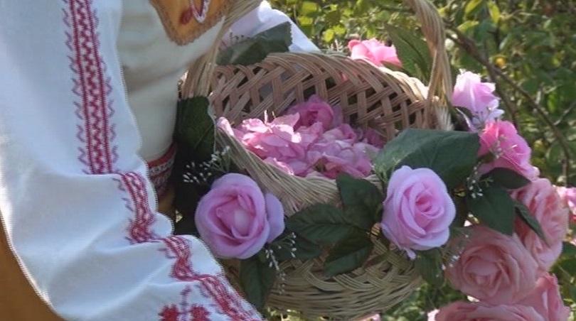 ​Розоберът в Карловско тази година започна по-рано заради топлото време