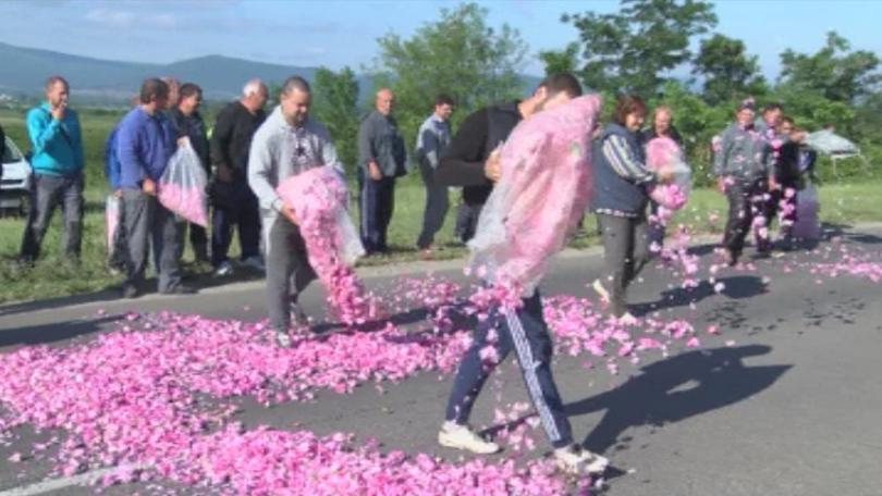 Протест на розопроизводители, министър Порожанов обмисля Закон за розата