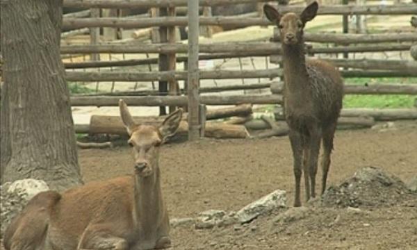 За коледните елхи ... след Коледа