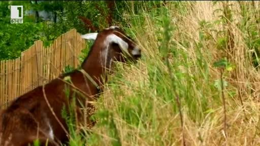 Зелена светлина: В Бруклин наеха кози да се борят с плевелите