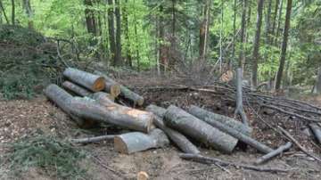 Горското стопанство: Сечта над Пещера е законна