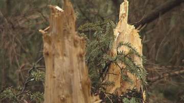 Въвеждат ново маркиране за да намалят незаконната сеч