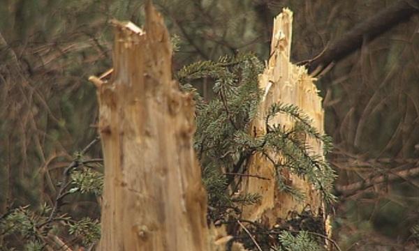 Еколози: Незаконната сеч генерира 100 милиона лева годишно