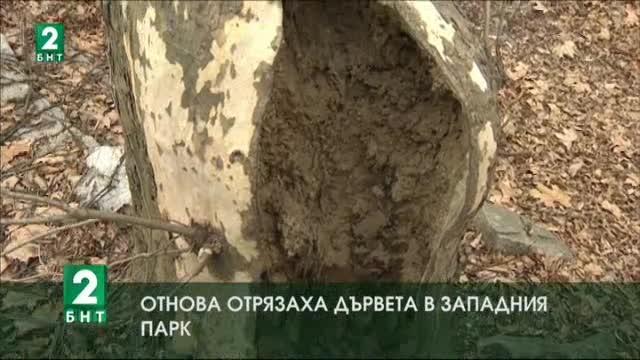 Отново отрязаха дървета в Западния парк