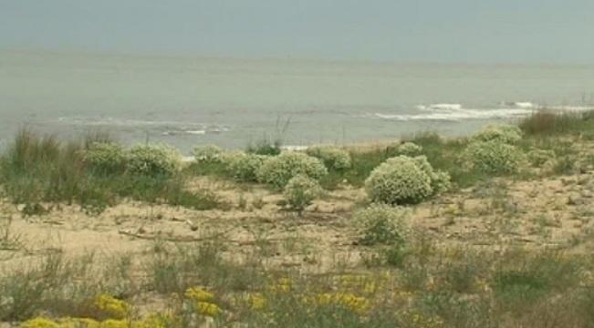 Плажът край Шкорпиловци отново без стопанин