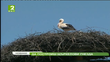 Най-малко щъркелови гнезда са изградени върху дървета, отчитат специалисти