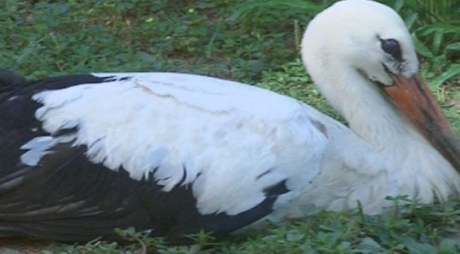 Зачествят случите на бедстващи щъркели