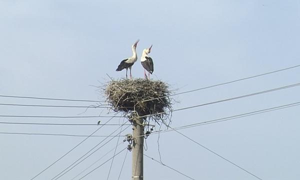 Преброяват белите щъркели