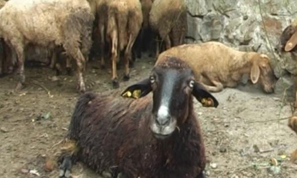 Болестта син език се появи и в Кюстендилско