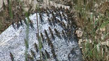 В Кърджали пръскат срещу марокански скакалци