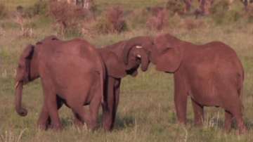 Принц Чарлз и Уилям срещу избиването на слонове
