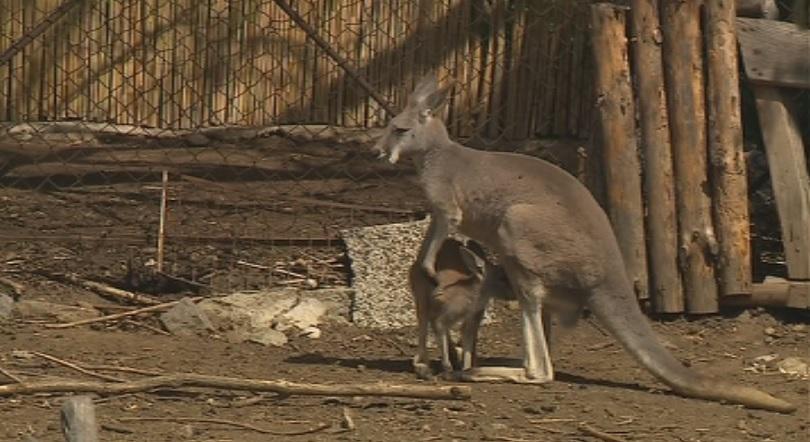 Новородени бебета в софийския зоопарк
