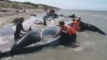 Спасители на китове