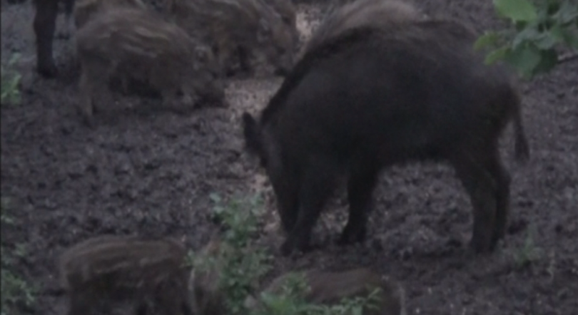 240 огнища на африканска чума по свинете в румънския окръг Гюргево