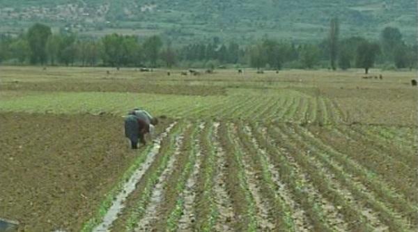 Производители се отказват от тютюнопроизводство