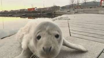 Бебе-тюленче пристигна в Швеция
