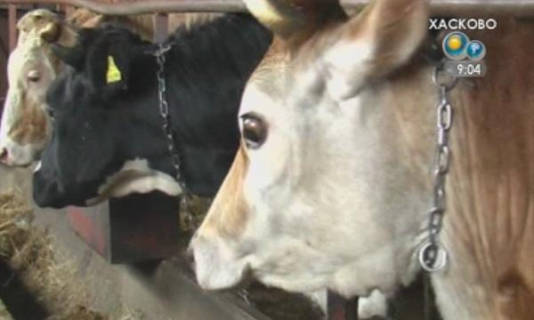 Лек спад на заболеваемостта от туберколоза у нас