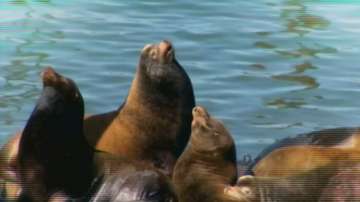 Зелена светлина: затоплянето на Калифорния