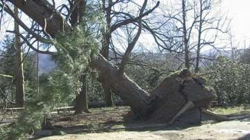 Ураганният вятър отнесе покриви и изкорени дървета