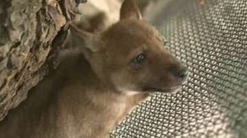 Представиха 4 нови обитатели на варненския зоопарк