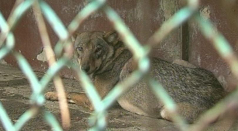 Хванаха вълчицата-беглец в зоопарка в Благоевград