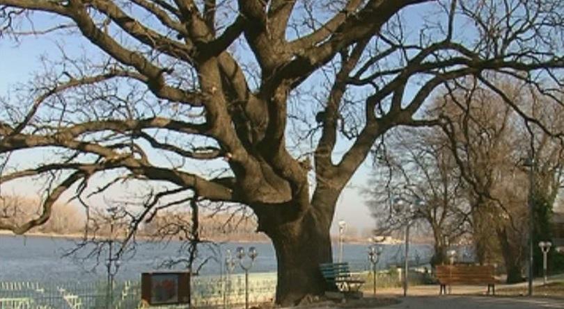 Вековният дъб в Силистра води в конкурса Дърво на годината