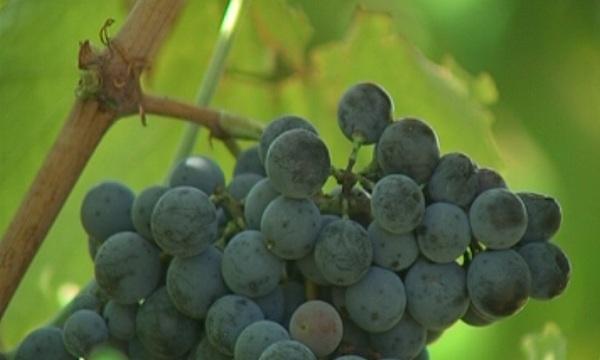 Карта на винопроизводителите в България и Македония