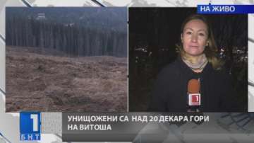 Унищожени над 20 декара  фиданки на Витоша
