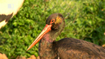 Зелена светлина: Спасение за дивите животни