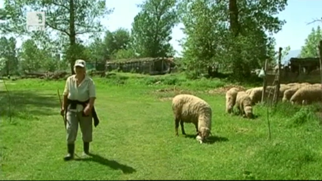 Какви са цените на агнешкото