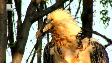 Зелена светлина: Завръщането на лешоядите в България