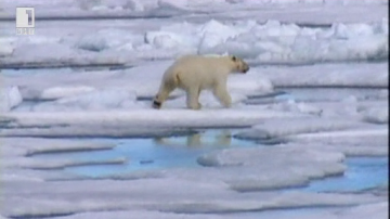 Зелена светлина: Търси се съгледвач на мечки