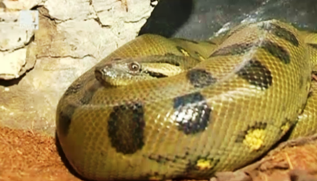 Анакондата Ана Кондова