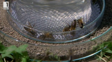 Зелена светлина: Медоносни пчели-сапьори