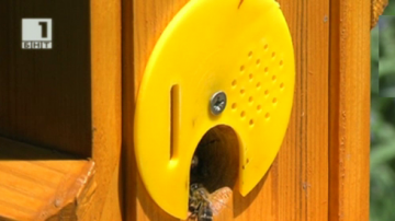 Зелена светлина на фокус: Пчели в градска среда