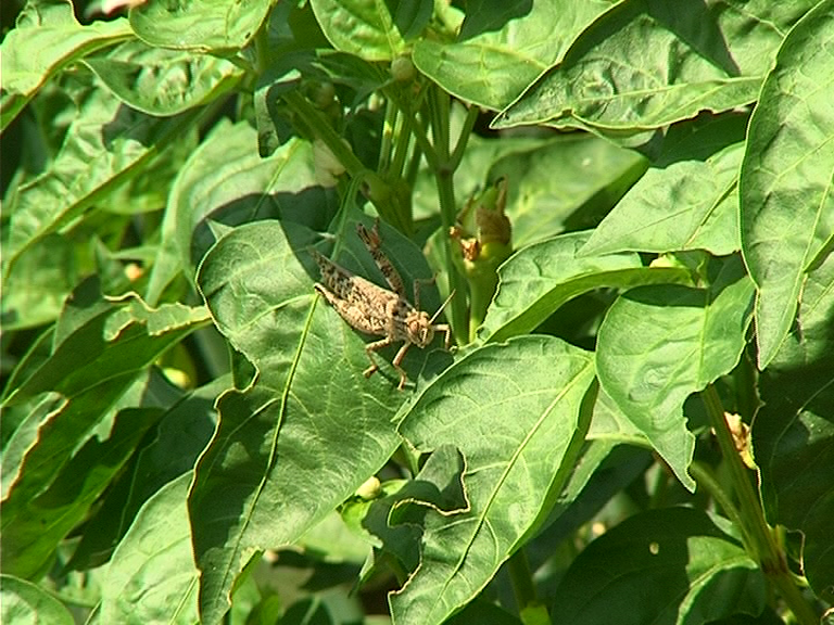 Нашествие на скакалци в няколко села на община Благоевград